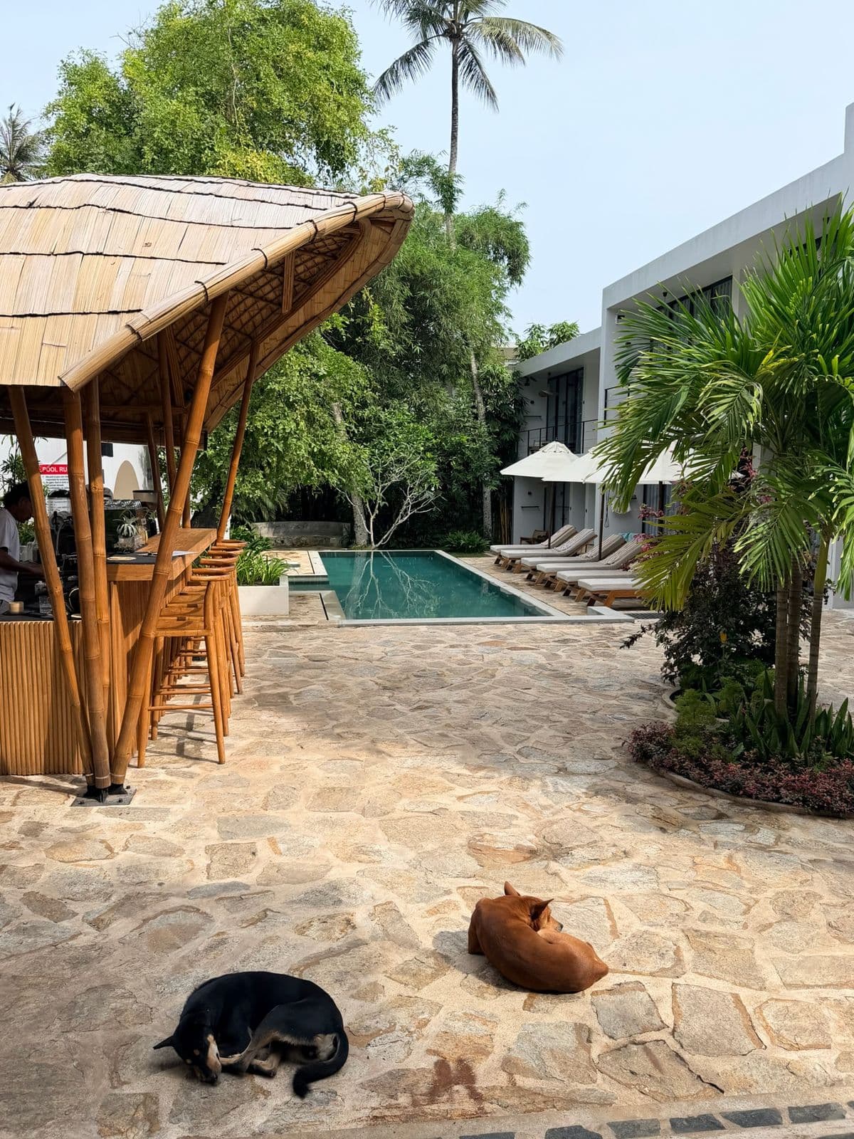 Pool, bamboo bar and sun loungers