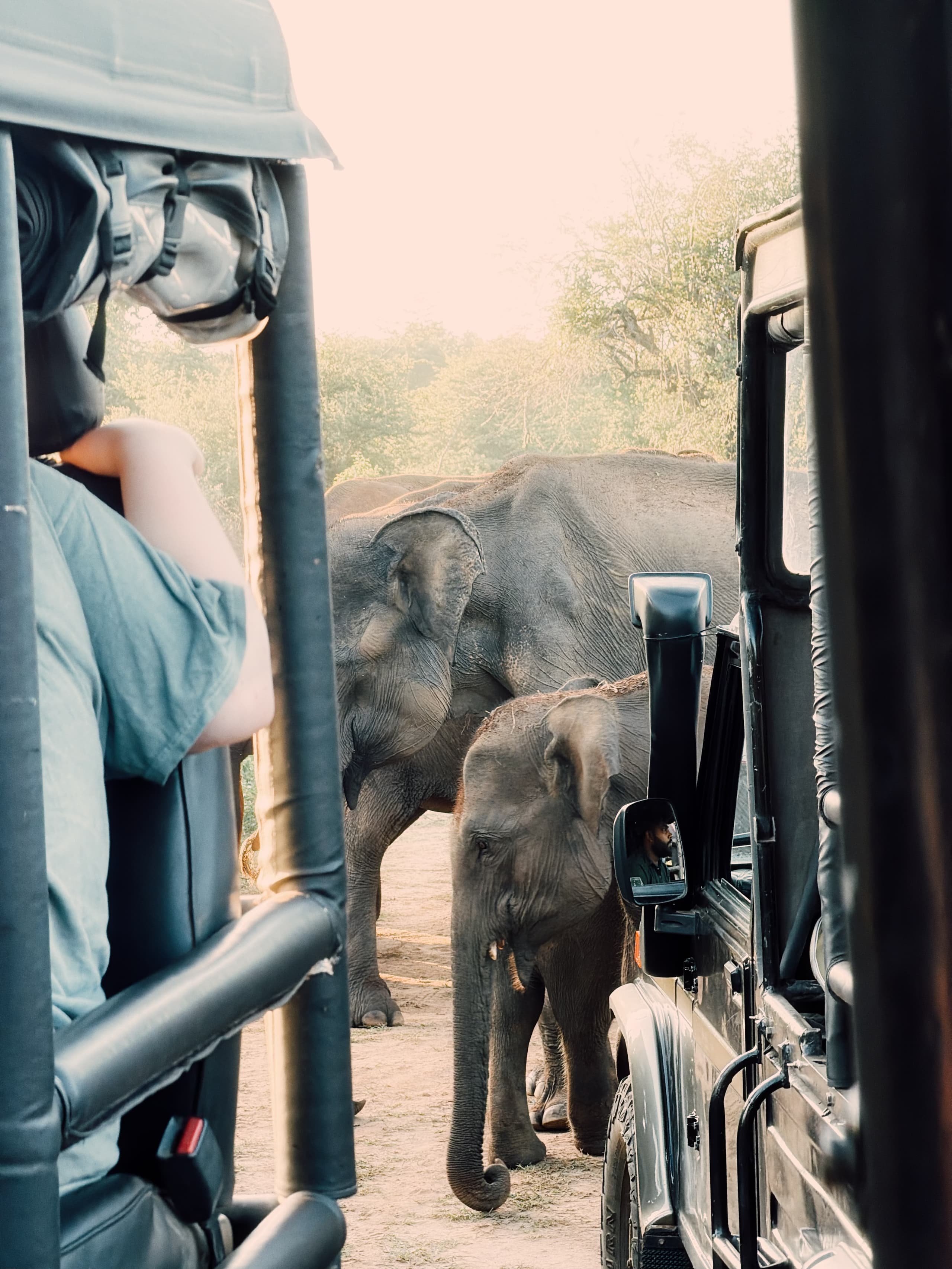 Baby elephant walking between safari jeeps