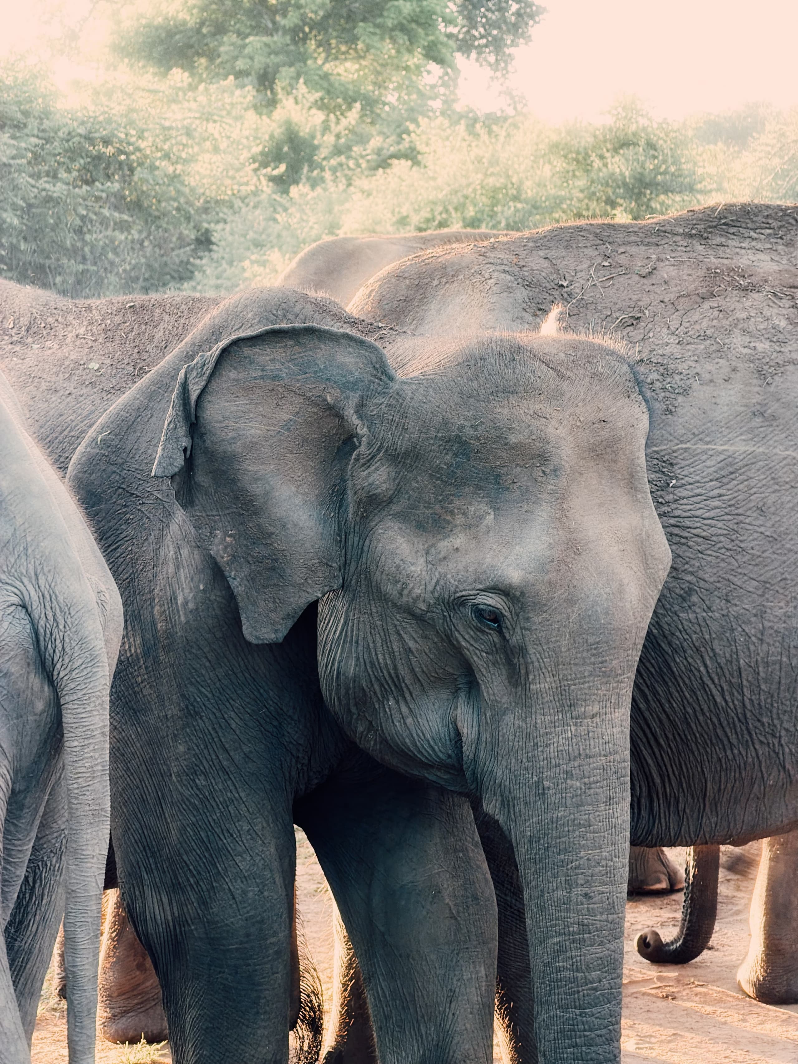 Elephant up close in a herd in soft golden light