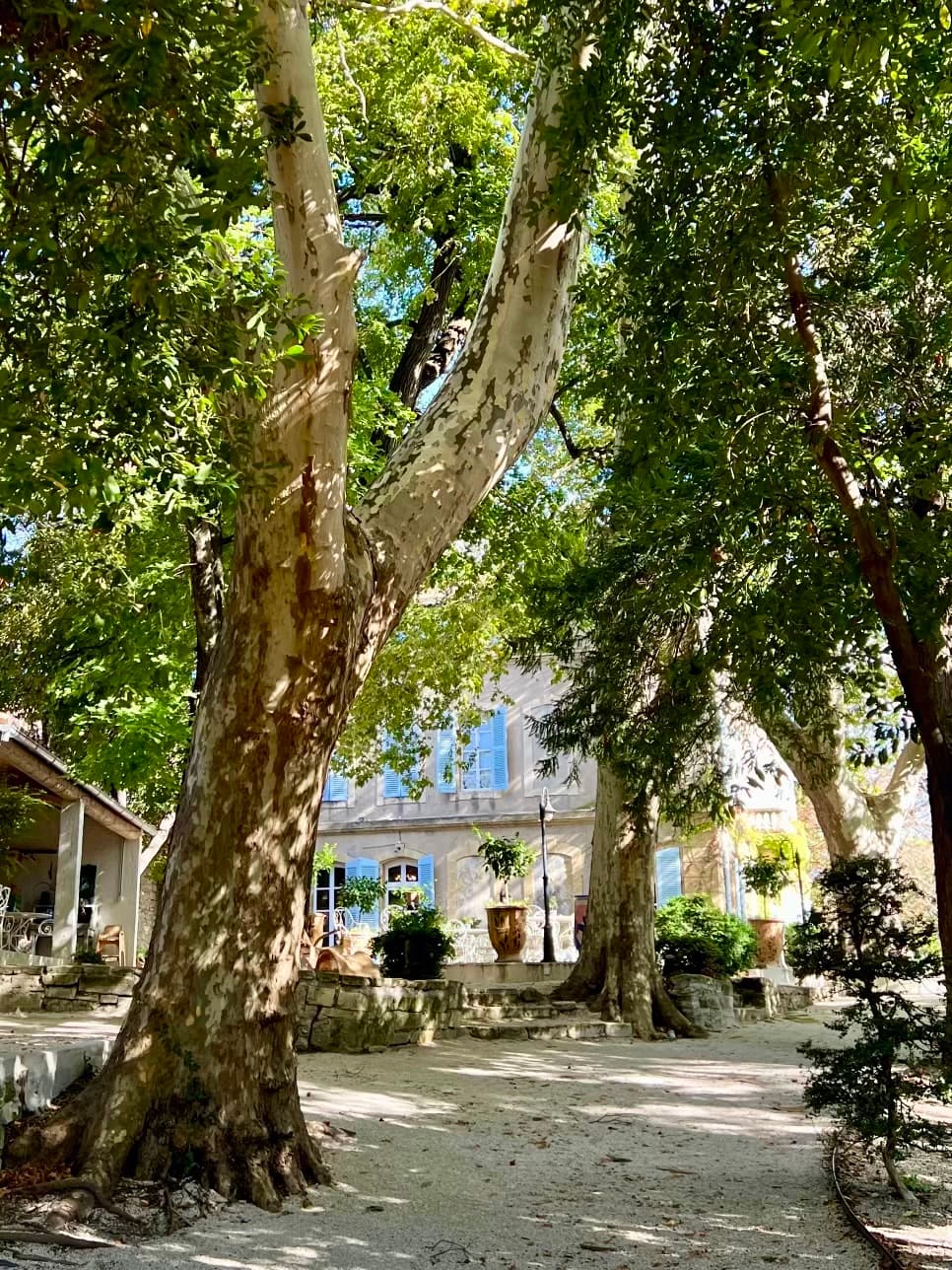 The château with blue shutters behind tall plane trees