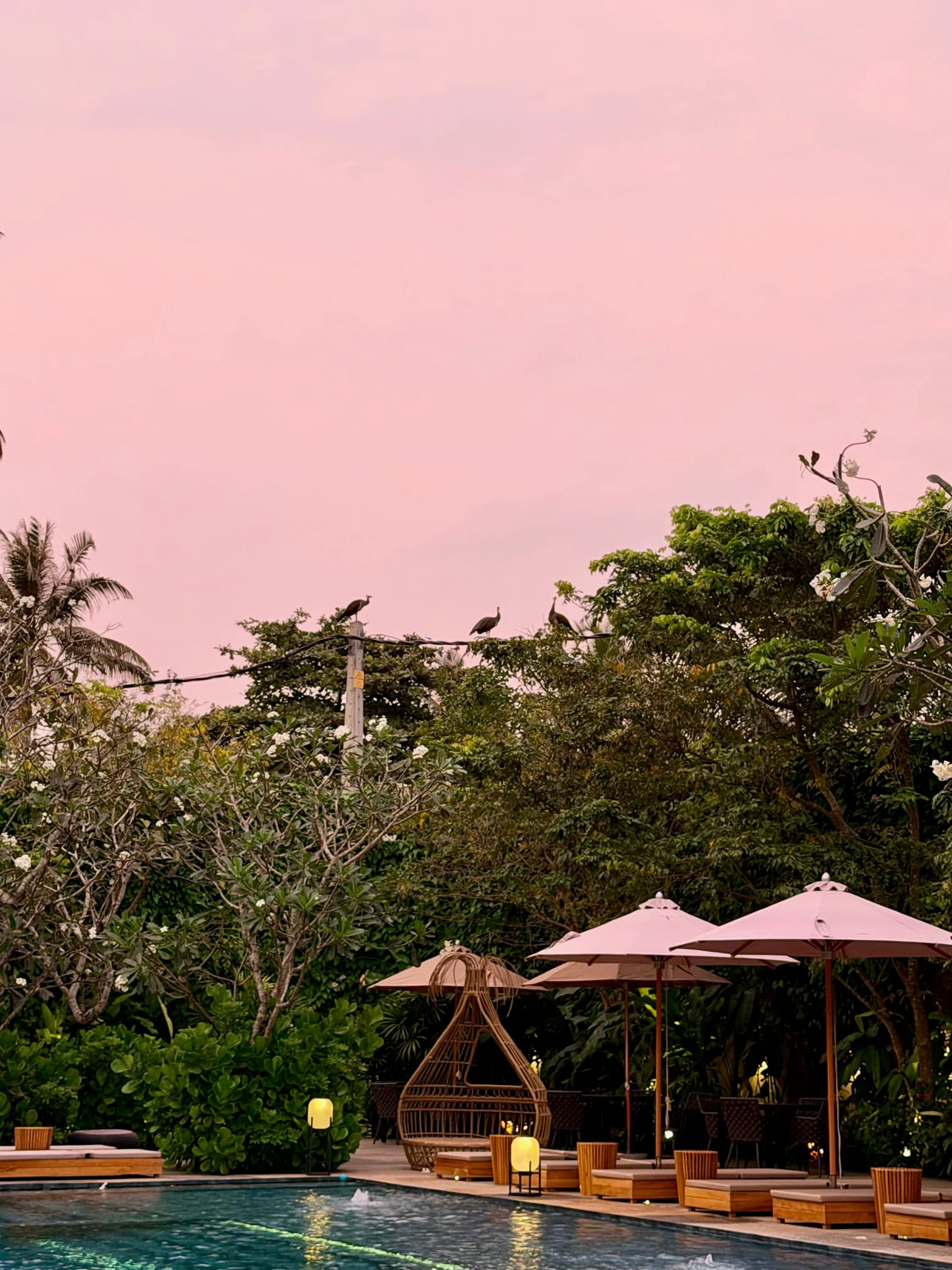 Pink umbrellas and a rattan pod chair under a pink sky