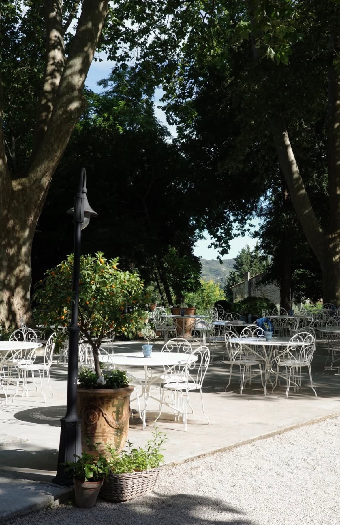 White iron chairs and an orange tree in the shade of plane trees