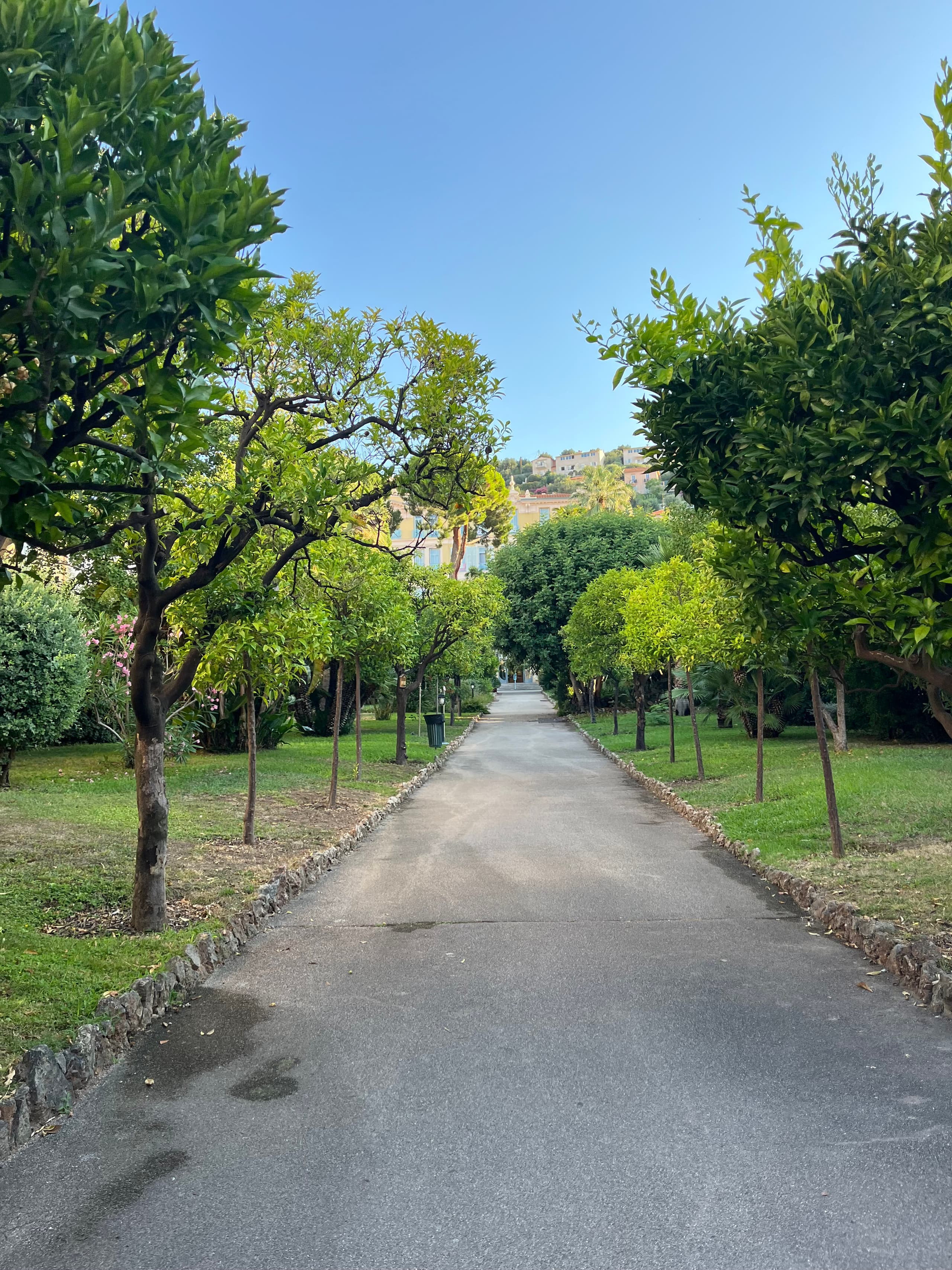 Path lined with orange trees through the hotel garden