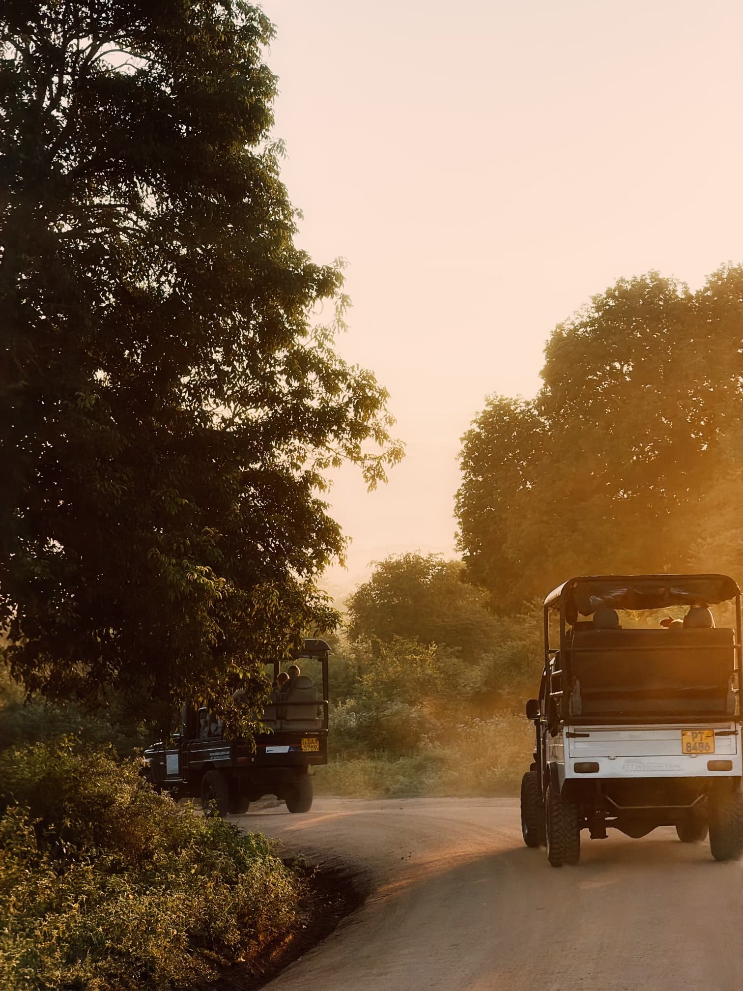 Safari jeeps on a dusty road at golden hour in Yala